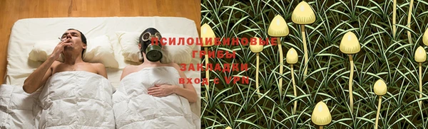 хмурый Аркадак